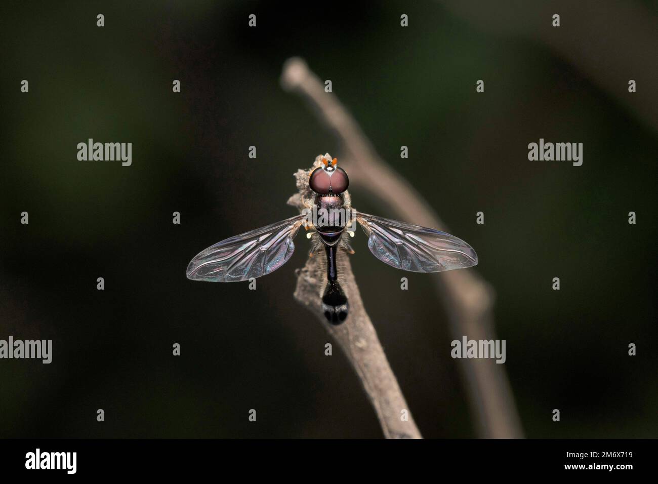 Schlanker Hoverfly, Ocyptamus fuscipennis, Satara, maharashtra, Indien Stockfoto