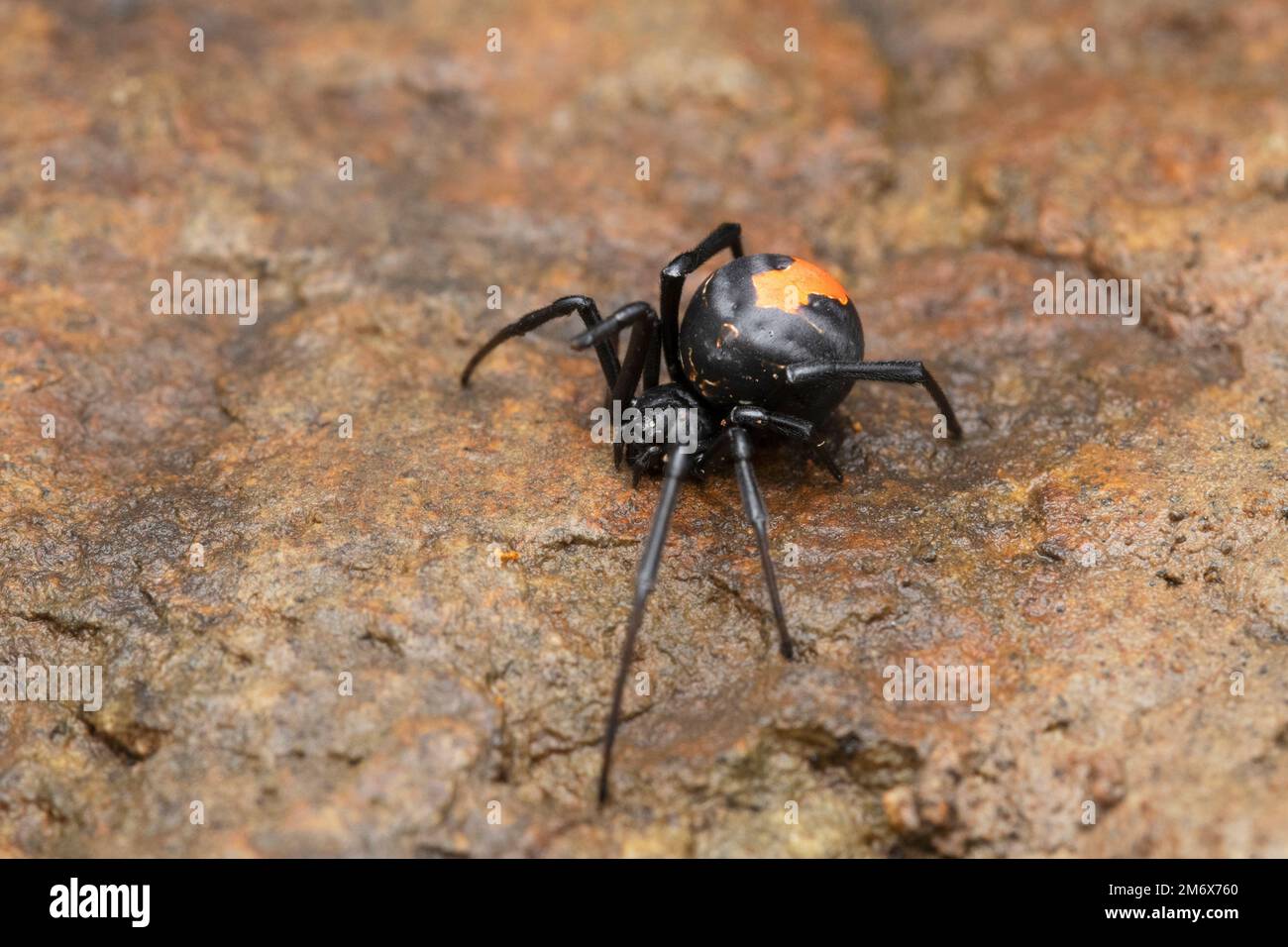 Deadly Red Back Spider, Latrodectus hasselti, Satara, Maharashtra, Indien Stockfoto