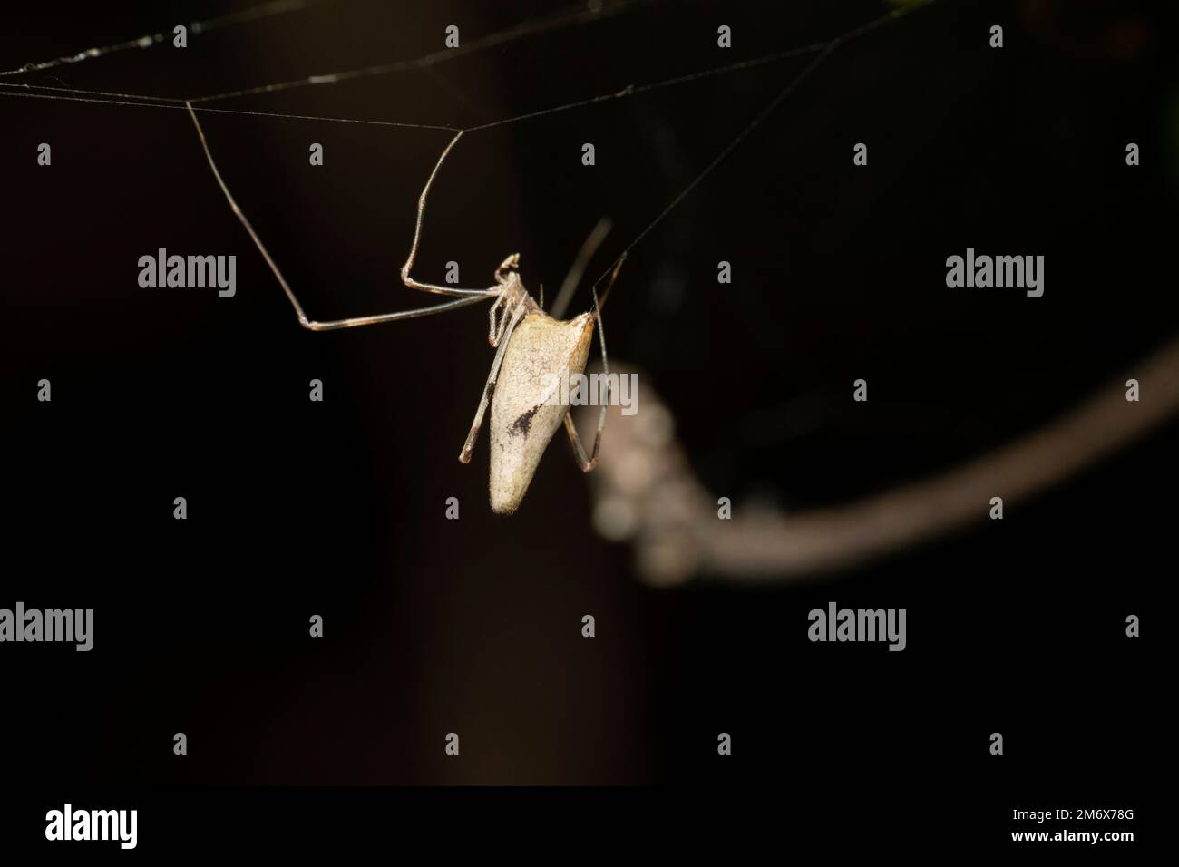 Hunter Comb Footed Spider, Rhomphaea rostrata, Satara, Maharashtra, Indien Stockfoto