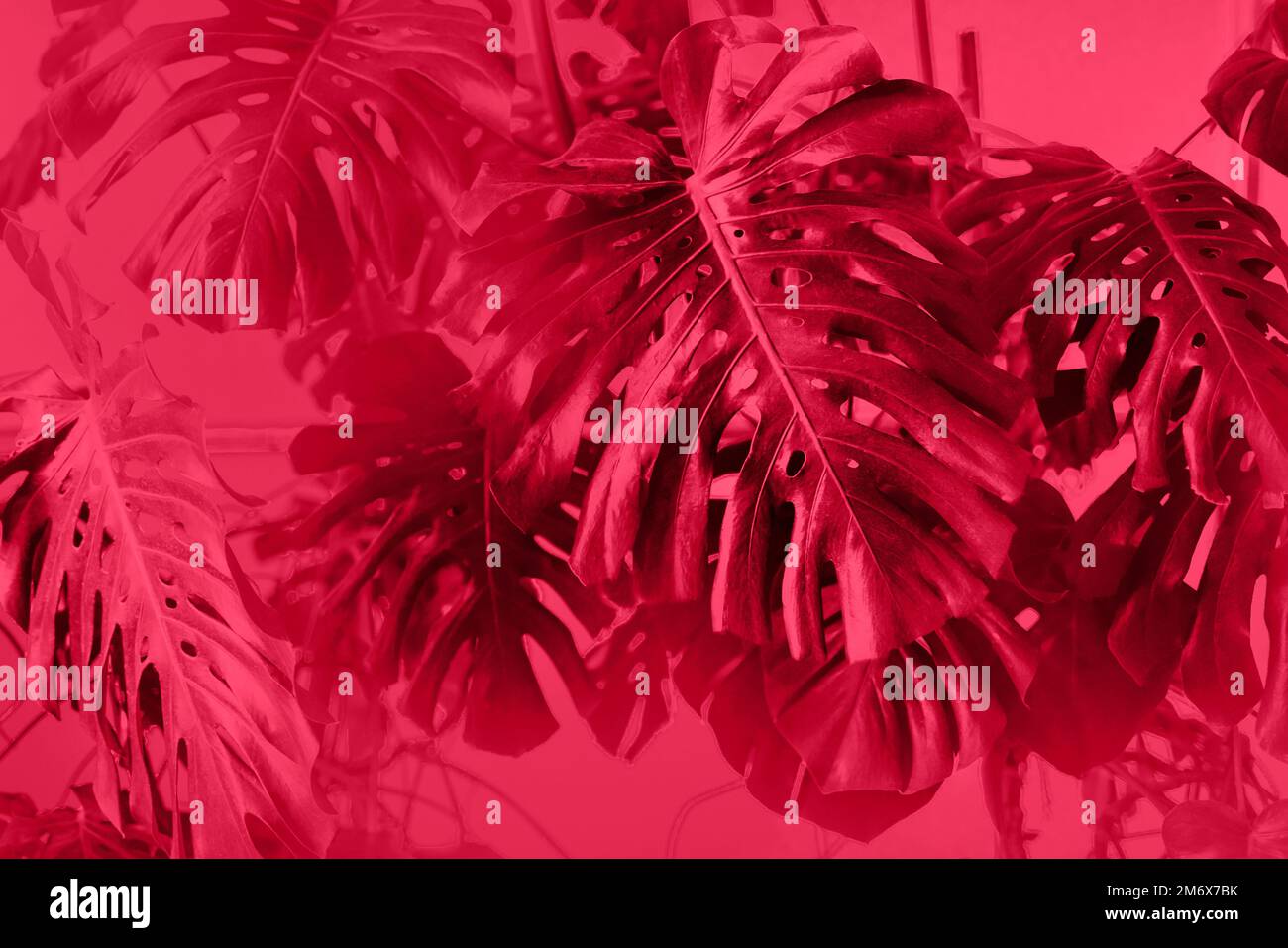 Tropischer Dschungel hinterlässt Hintergrund, Monstera Deliciosa Blatt an der Wand mit Neongrün Stockfoto