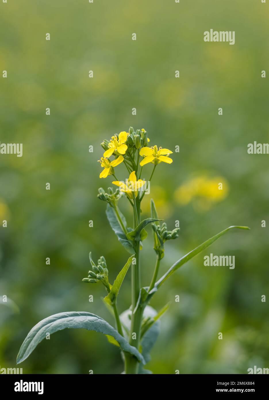 Selektiv fokussierte Senfblume auf dem landwirtschaftlichen Feld aus Nahaufnahme Stockfoto