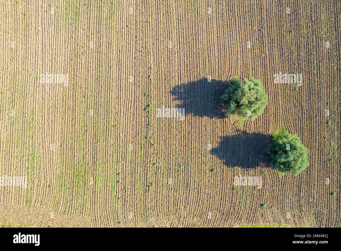 Olivenbäume auf einem gepflügten Ackerfeld. Land bereit für den Anbau Stockfoto