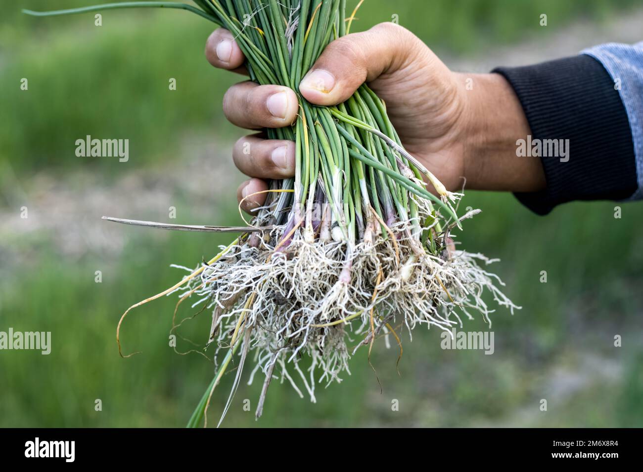 Handgehaltene junge Zwiebelpflanzen mit selektivem Fokus auf einem landwirtschaftlichen Feld Stockfoto