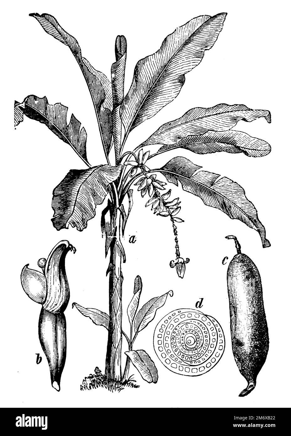 , Musa paradisiaca, (Botanisches Buch, 1898), Banane, Dessert- auch Pisang genannt, a Pflanze, b Blüte, c Frucht, d Frucht im Durchschnitt, Stockfoto