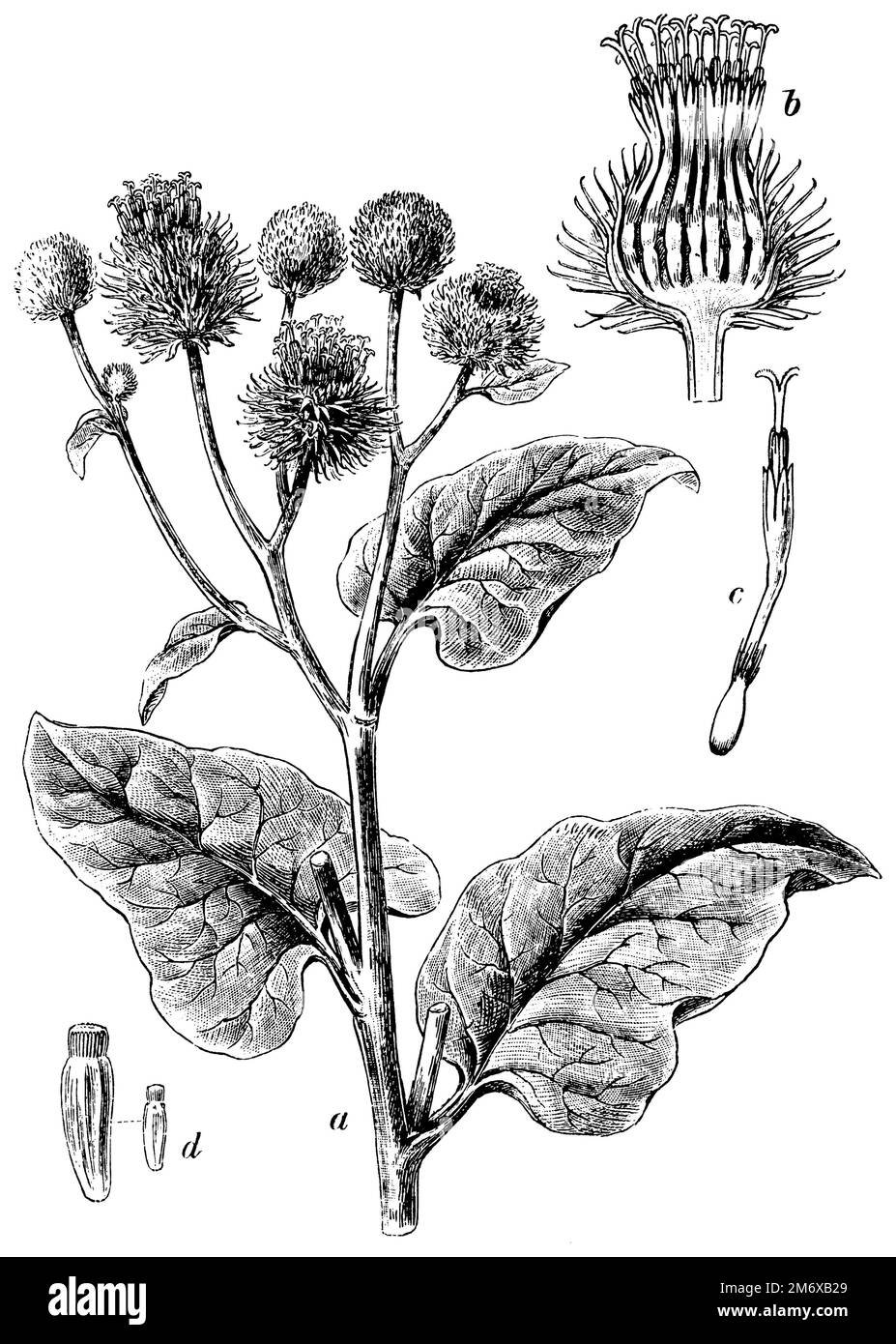 Große Klette, eine Pflanze, Blütenkopf, längs geschnitten, Blume, d Fruit, Arctium lappa, (Botanisches Buch, 1902), Große Klette, A Pflanze, b Blütenkopf, längs durchschnitten, c Blüte, d Frucht, grande bardane, a plante, b tête de la Fleur, Coupée dans le sens de la Longueur, c fleur, d fruit Stockfoto