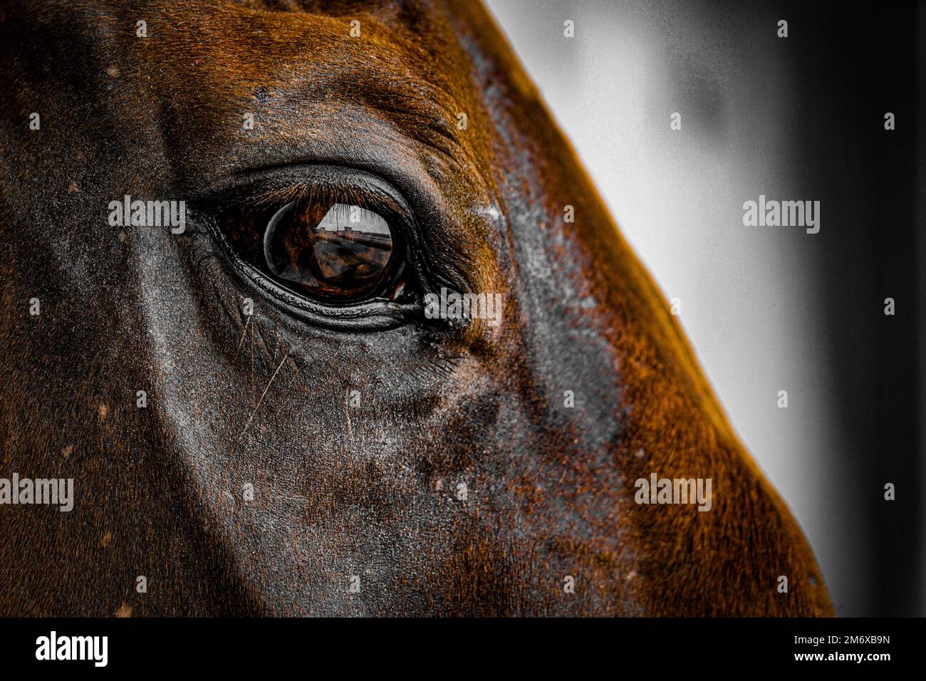 Cooles braunes Pferd Stockfoto