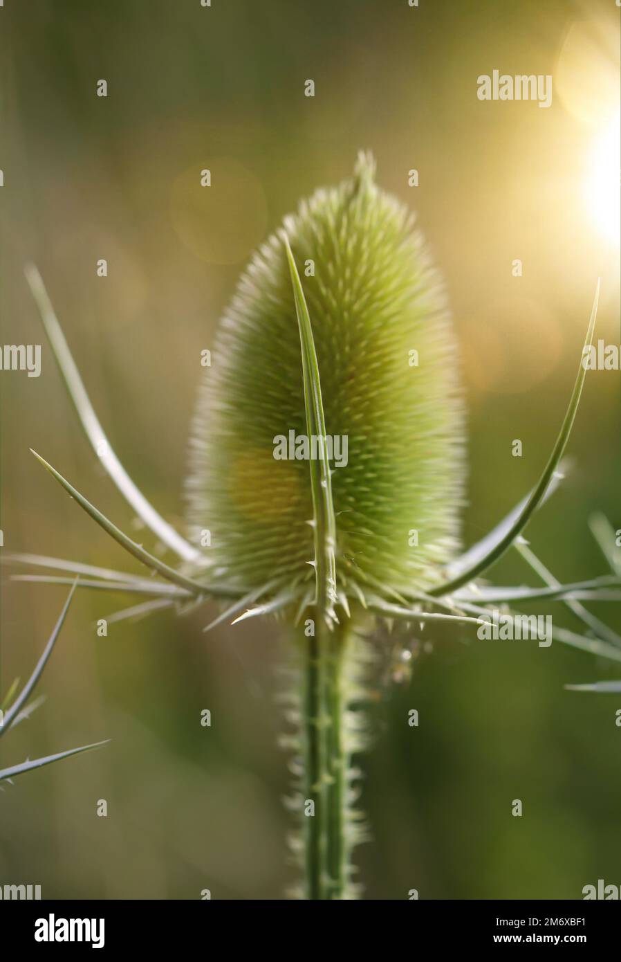 Die Blume des wilden Kardons ( Dipsacus fullonum) auf einer Wiese. Stockfoto