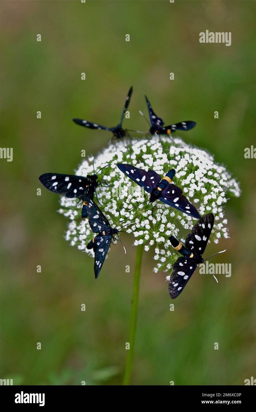 Fegea amata Schmetterling Stockfoto