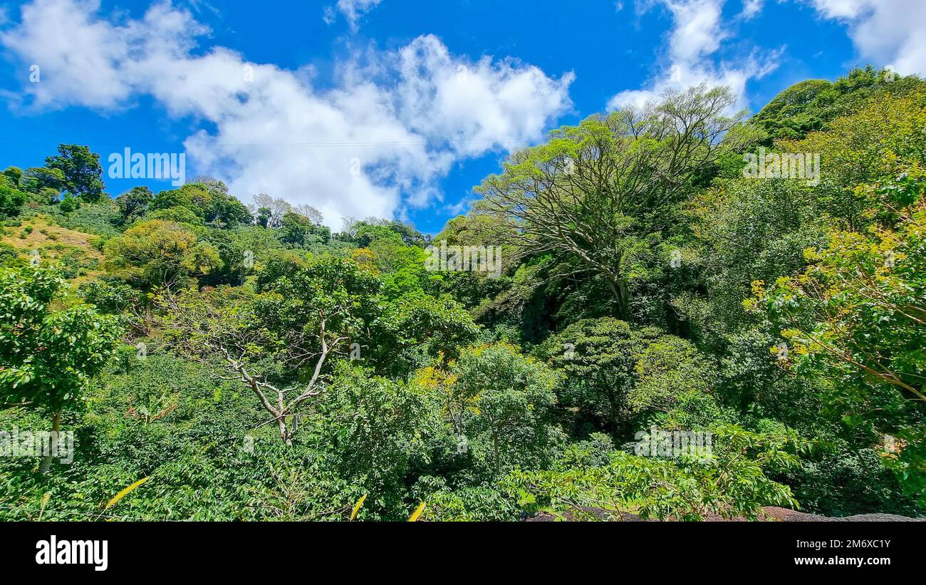 Panama, Chiriqui-Provinz, die Bäume des Regenwaldes Stockfoto