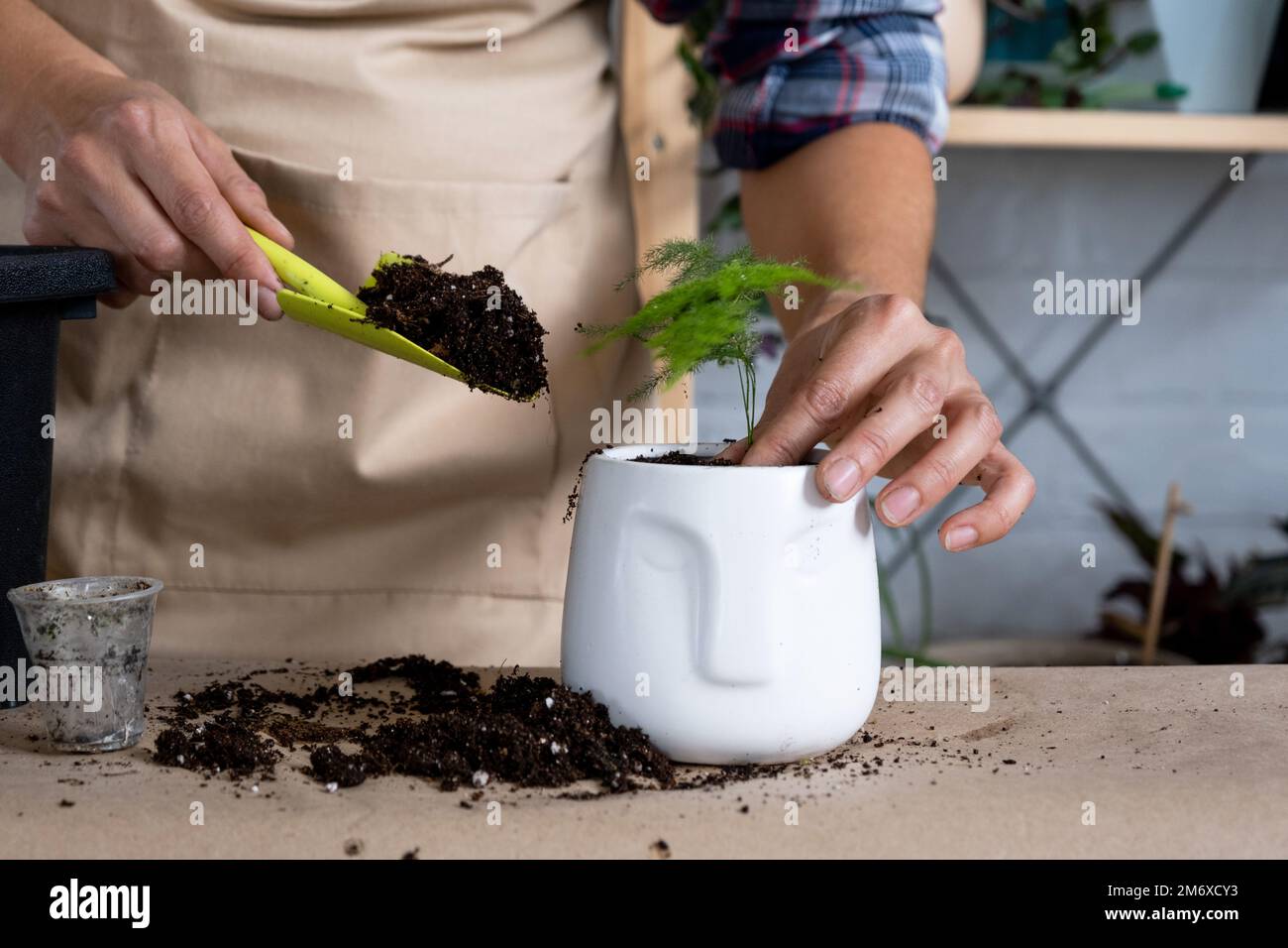 Eine heimische Spargelpflanze in einen Topf mit Gesicht zu transplantieren. Eine Frau pflanzt einen Stiel mit Wurzeln in einem neuen Boden. Ich kümmere mich um ein Töpfchen Stockfoto