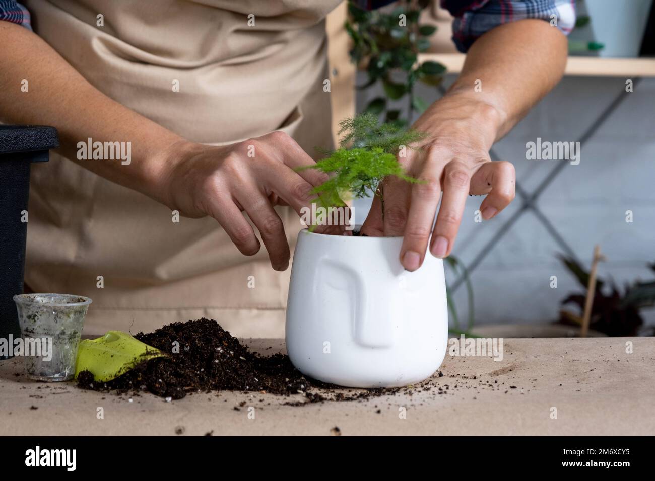 Eine heimische Spargelpflanze in einen Topf mit Gesicht zu transplantieren. Eine Frau pflanzt einen Stiel mit Wurzeln in einem neuen Boden. Ich kümmere mich um ein Töpfchen Stockfoto
