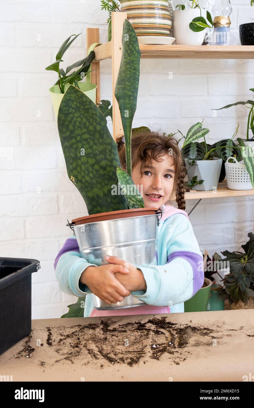 Das Mädchen kümmert sich freudig um heimische Pflanzen, pflanzt sie in neuen Boden und Topf, umarmt die saftige Sansivierie, Epiphie Stockfoto