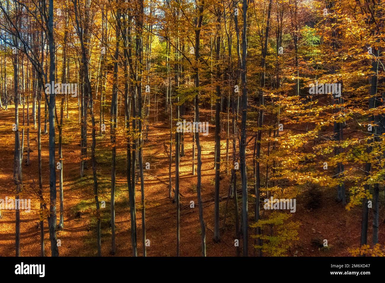 Heller Herbstwald in den Bergen Stockfoto