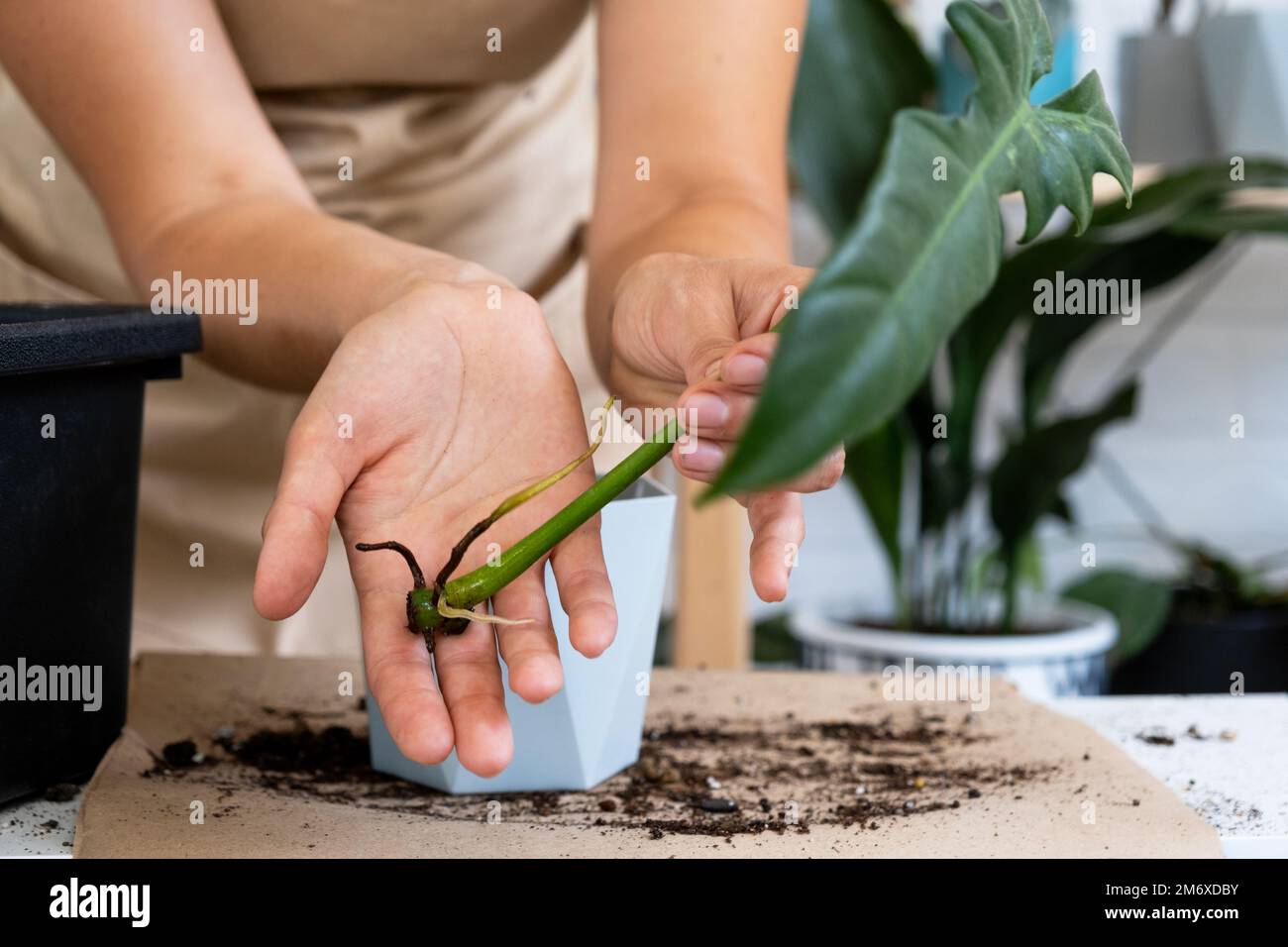 Der Stiel einer Hauspflanze mit Wurzeln zur Fortpflanzung und Pflanzung mit einem Topf mit Erde. Hobbys und Pflege von Topfpflanzen, Stockfoto