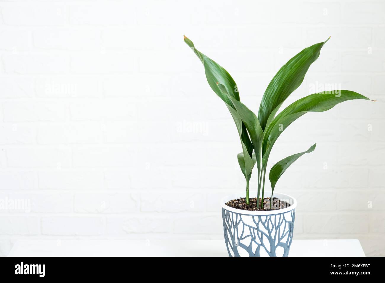 Eine neue Aspidistra-Nahaufnahme. Eine Hauspflanze mit steifen Blättern, die aus dem Boden wächst. Stockfoto