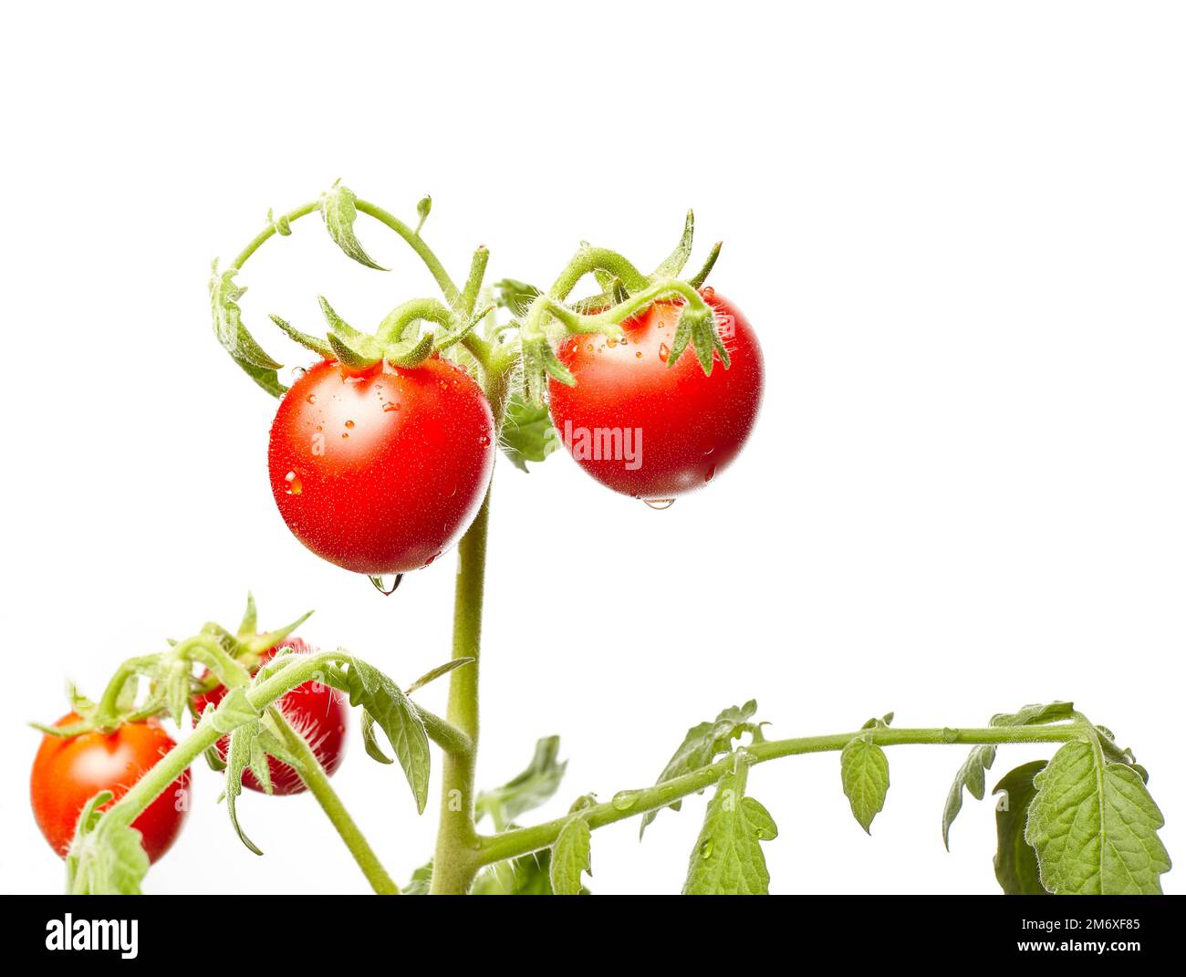 Tomatenpflanze isoliert auf weißem Hintergrund. Grüner Setzling frischer reifer roter Tomaten, Nahaufnahme Stockfoto