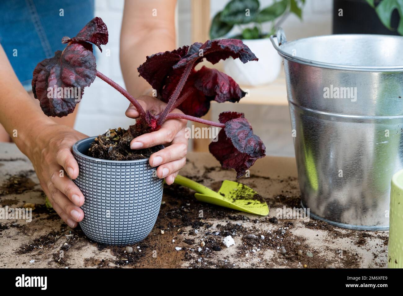 Eine Heimpflanze Begonia in einen Topf zu transplantieren. Eine Frau pflanzt einen Stielohlenklumpen mit Wurzeln in einem neuen Boden. Ich kümmere mich um einen Topf Stockfoto