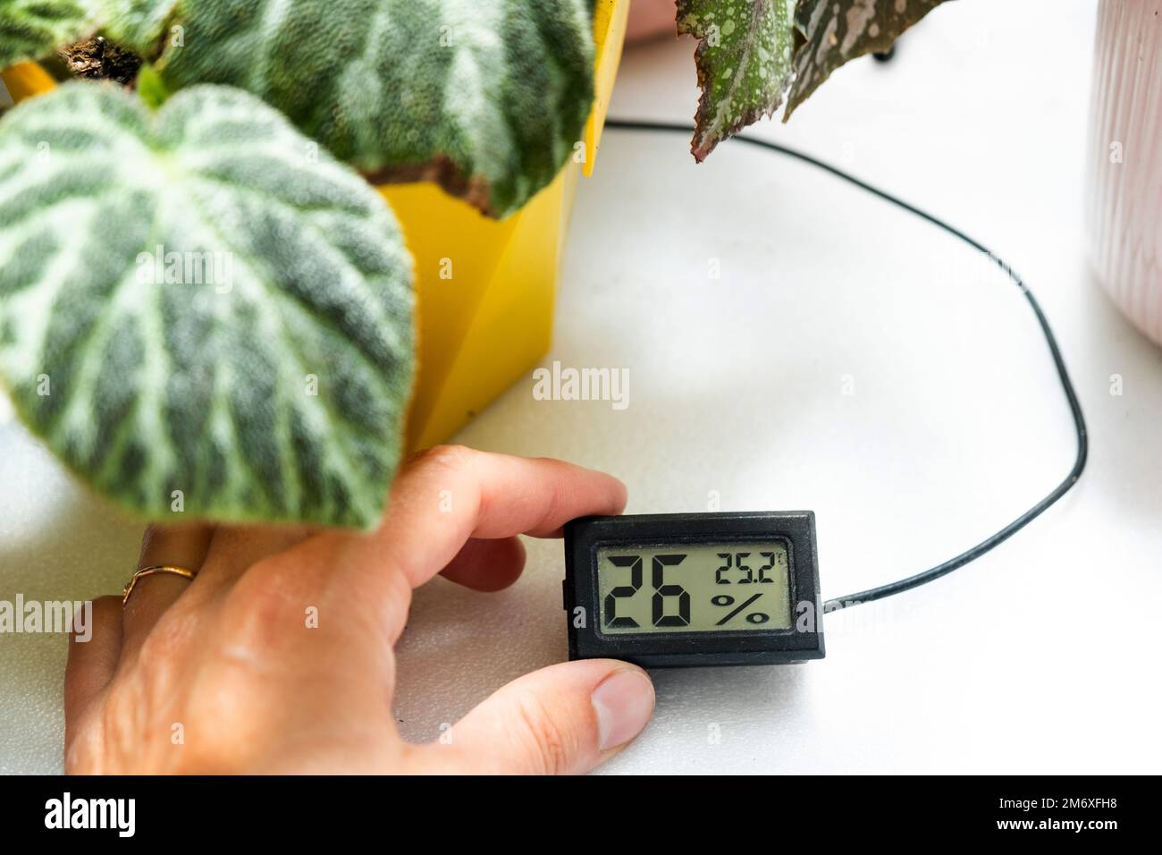 Feuchtigkeits- und Temperatursensor für die richtige Pflege von Pflanzen zu Hause. Begonia-Dekorationsmittel im Inneren des Hauses. Ge Stockfoto