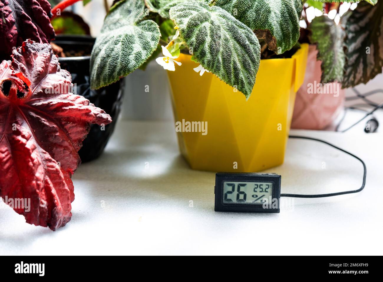 Feuchtigkeits- und Temperatursensor für die richtige Pflege von Pflanzen zu Hause. Begonia-Dekorationsmittel im Inneren des Hauses. Ge Stockfoto