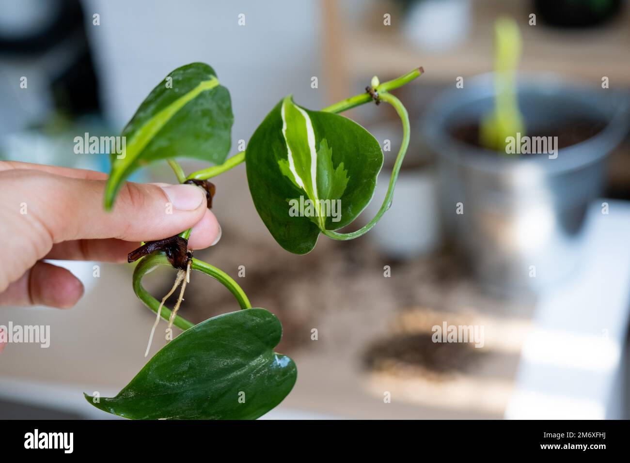 Der Stiel einer Hauspflanze mit Wurzeln zur Fortpflanzung und Pflanzung mit einem Topf mit Erde. Hobbys und Pflege von Topfpflanzen, Stockfoto