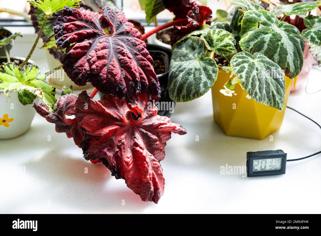 Feuchtigkeits- und Temperatursensor für die richtige Pflege von Pflanzen zu Hause. Begonia-Dekorationsmittel im Inneren des Hauses. Ge Stockfoto