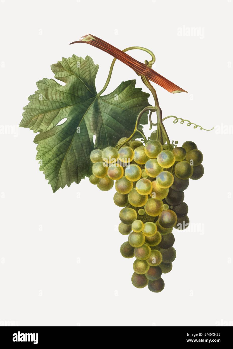 Vektor der Weinrebe Stock Vektor
