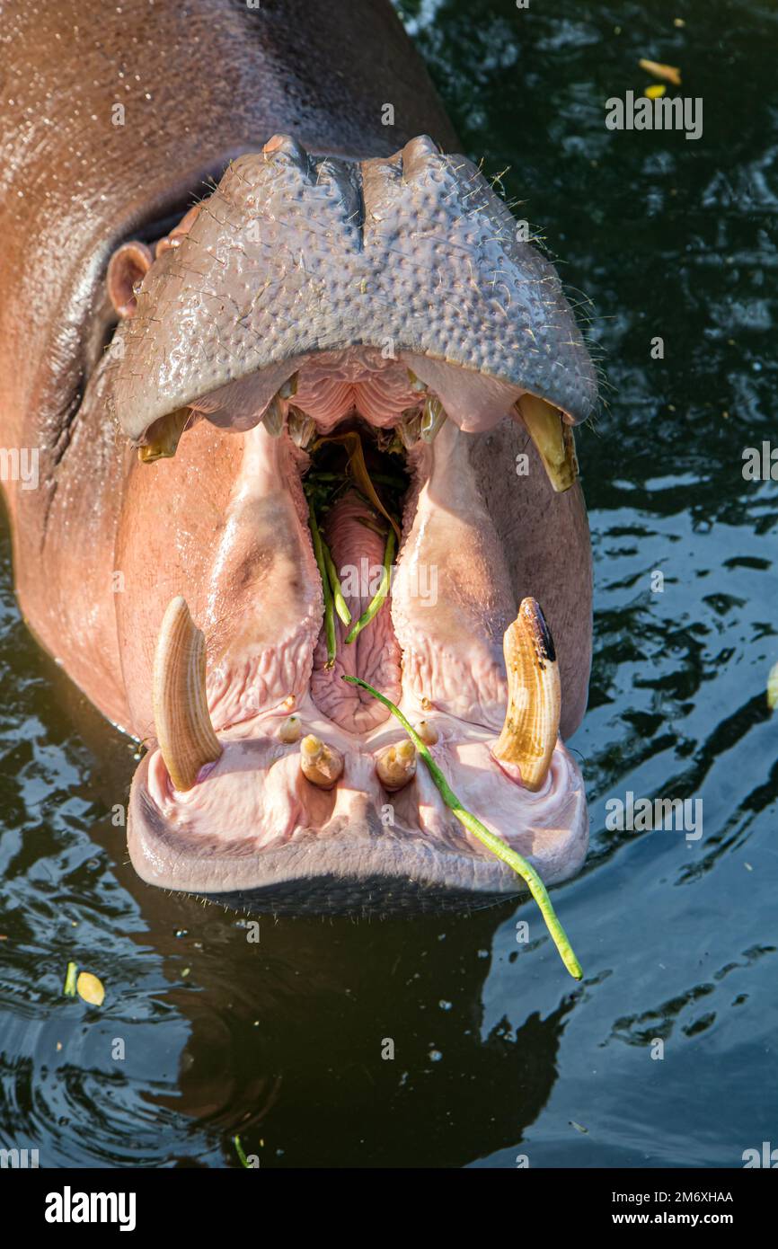 Nilpferd steht im Wasser mit Pflanzen im offenen Mund Stockfoto