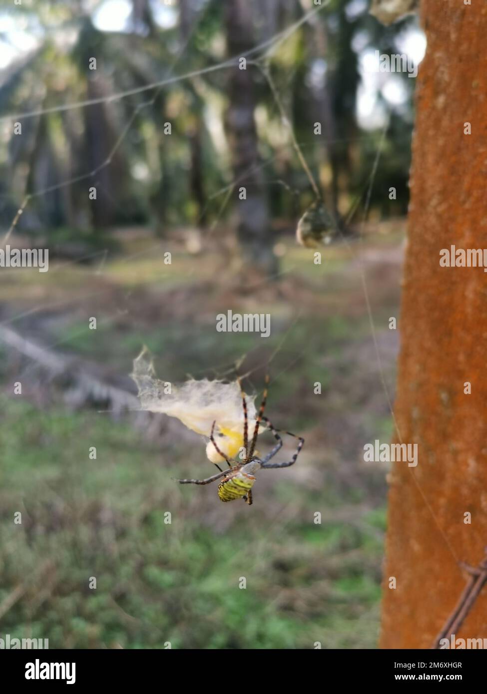 Gelbe Gartenspinne und der Eiersack hängen im Netz. Stockfoto