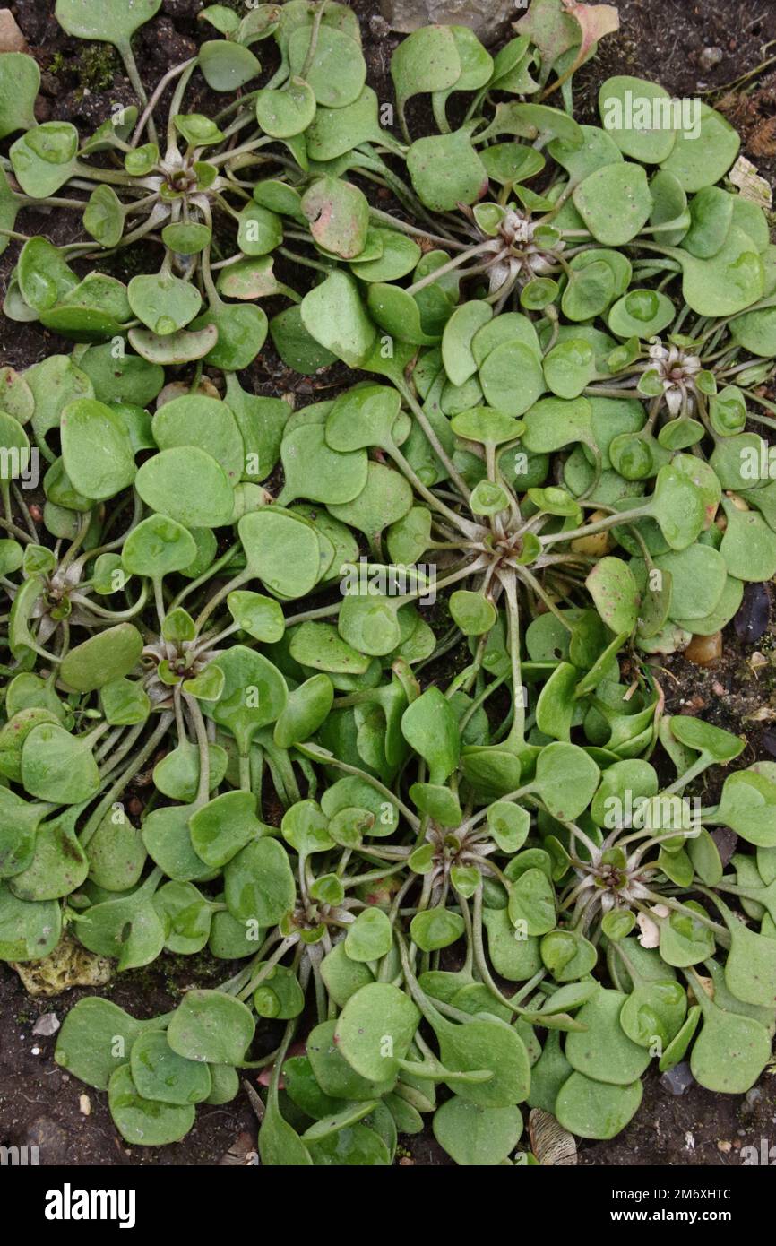Claytonia perfoliata (Minersalat) im Garten. Stockfoto