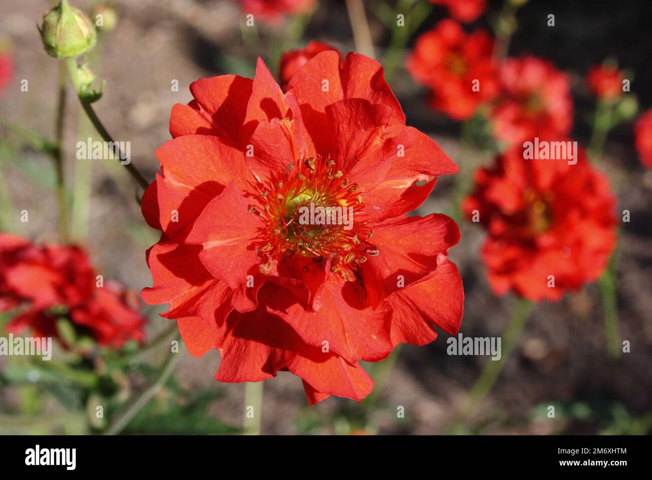 Blume von Scharlach Avens (Geum chiloense „Mrs Bradshaw“) Stockfoto