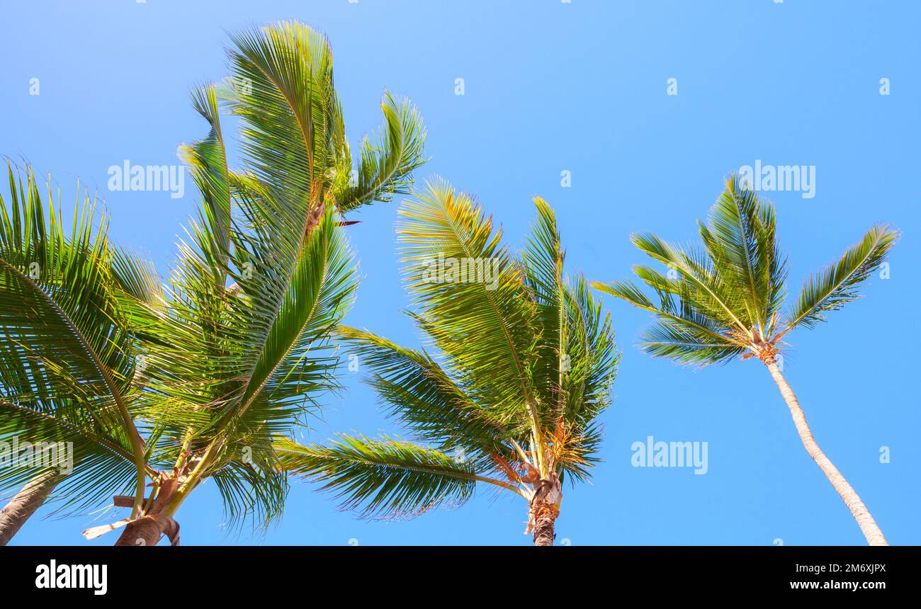 Kokospalmen sind an einem sonnigen Tag unter blauem Himmel, ein Foto der tropischen Natur im Hintergrund Stockfoto