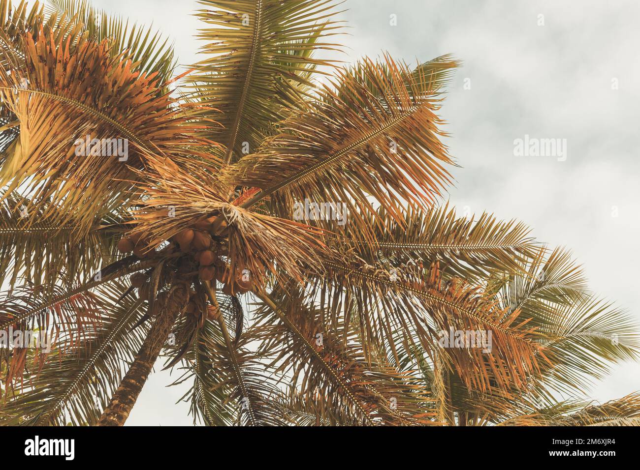 Kokospalmen liegen unter hellem Himmel. Tropisches Hintergrundbild mit Filtereffekt für Tonwertkorrektur Stockfoto