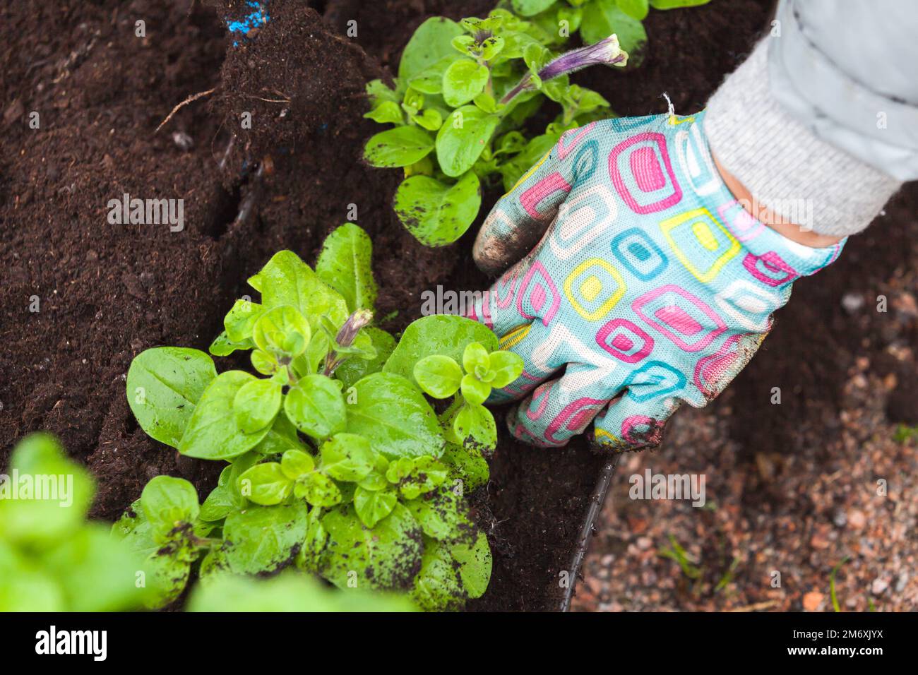 Hände eines Gärtners, der Setzlinge in dekorativen Töpfen pflanzt, Nahaufnahme mit selektivem Weichfokus Stockfoto