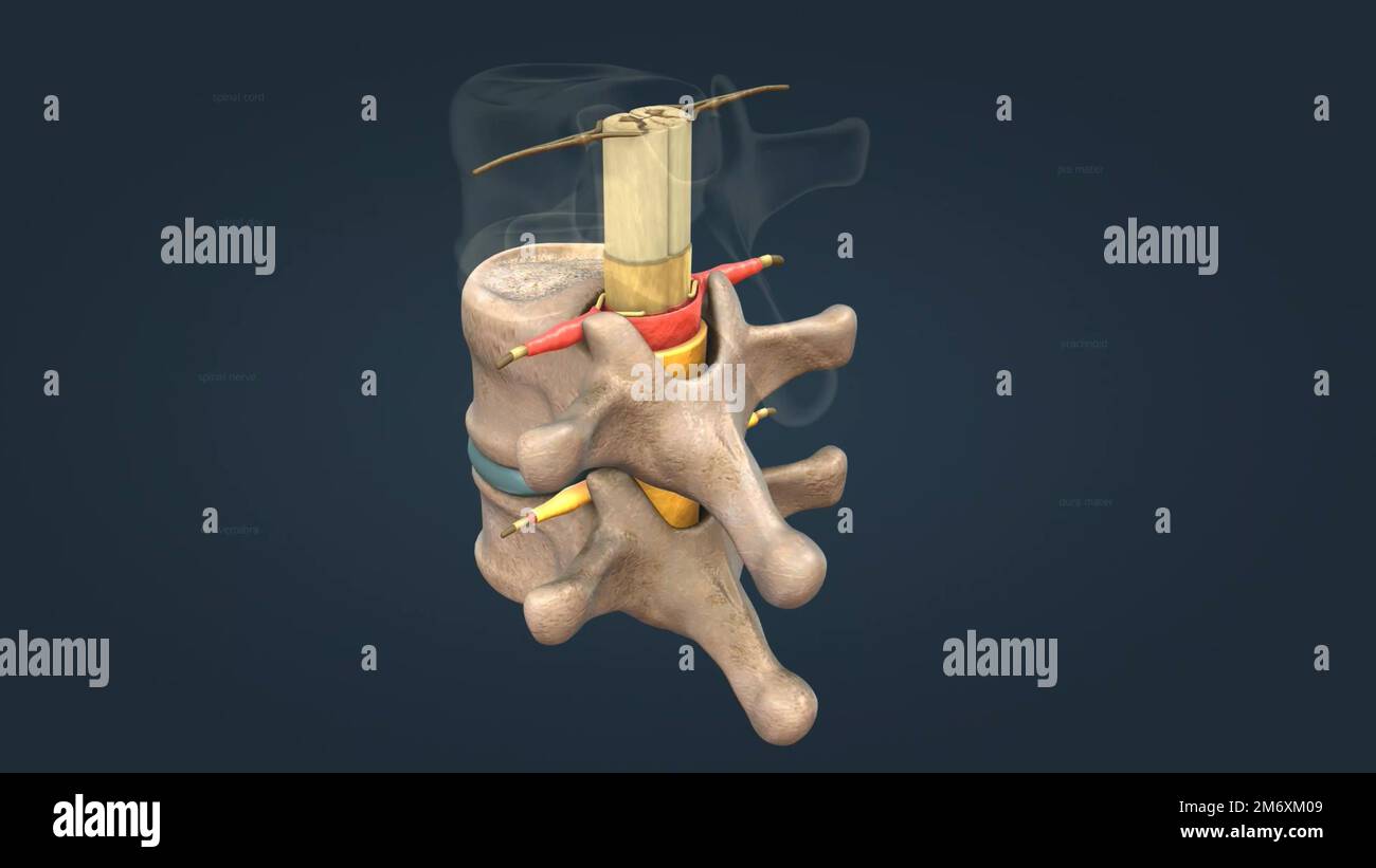 Der Nervus spinalis ist ein Mischnerv, der motorische, sensorische und