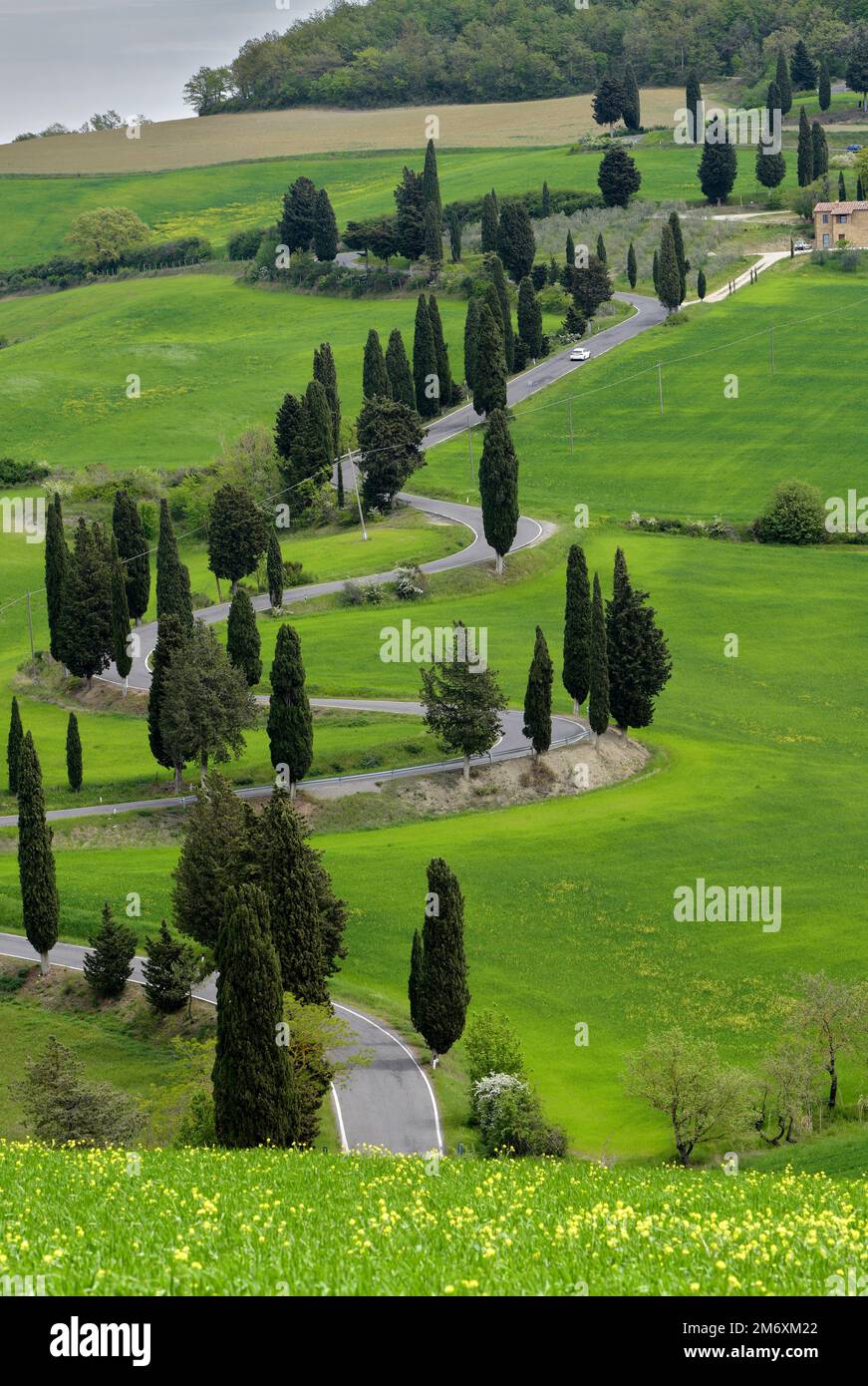 Kurvige Straße mit Zypressen in der toskanischen Landschaft Stockfoto
