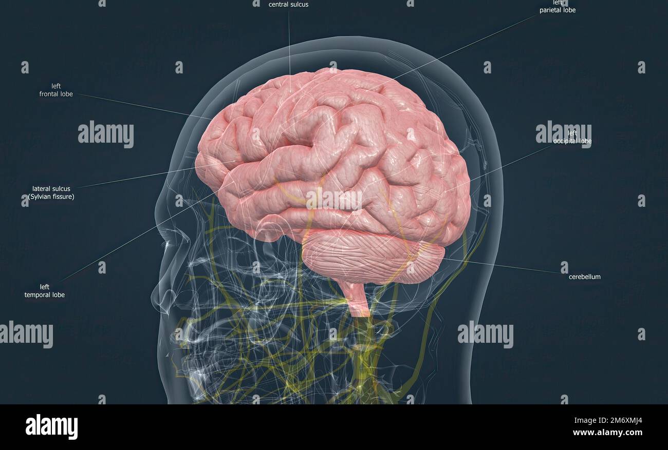 Bedienungsanleitung Für Das Menschliche Gehirn Gehirn anatomie -Fotos und -Bildmaterial in hoher Auflösung – Alamy