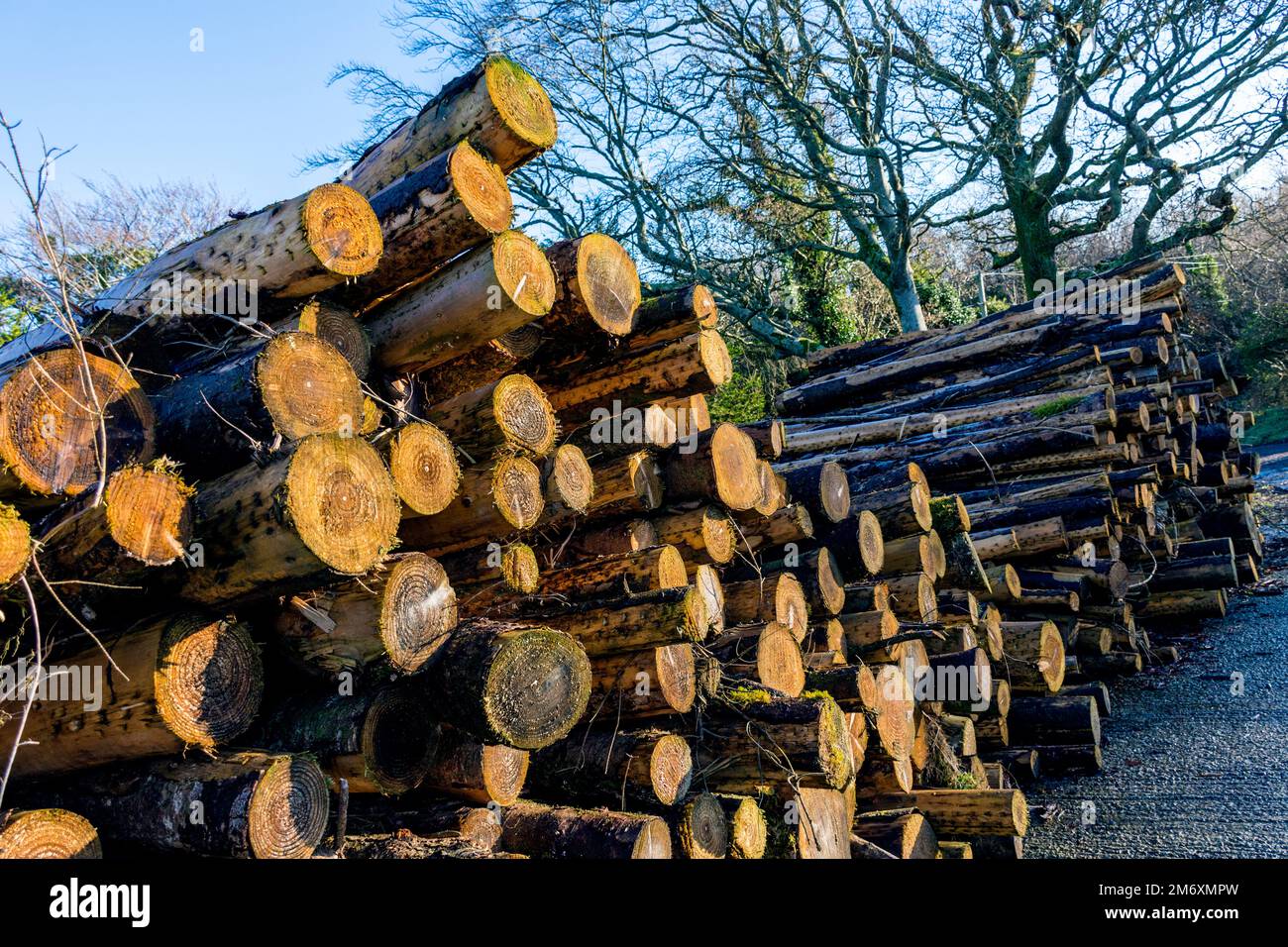 Holzhaufen, der in der Grafschaft Donegal, Irland, gehärtet wird, bevor er als Brennholz zerlegt wird Stockfoto