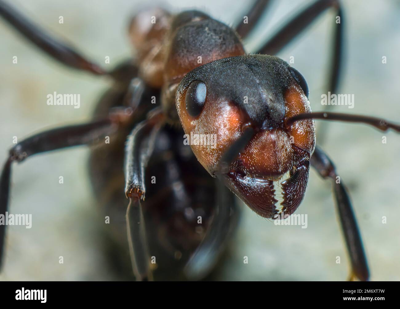 Porträt eines Ameise Stockfoto