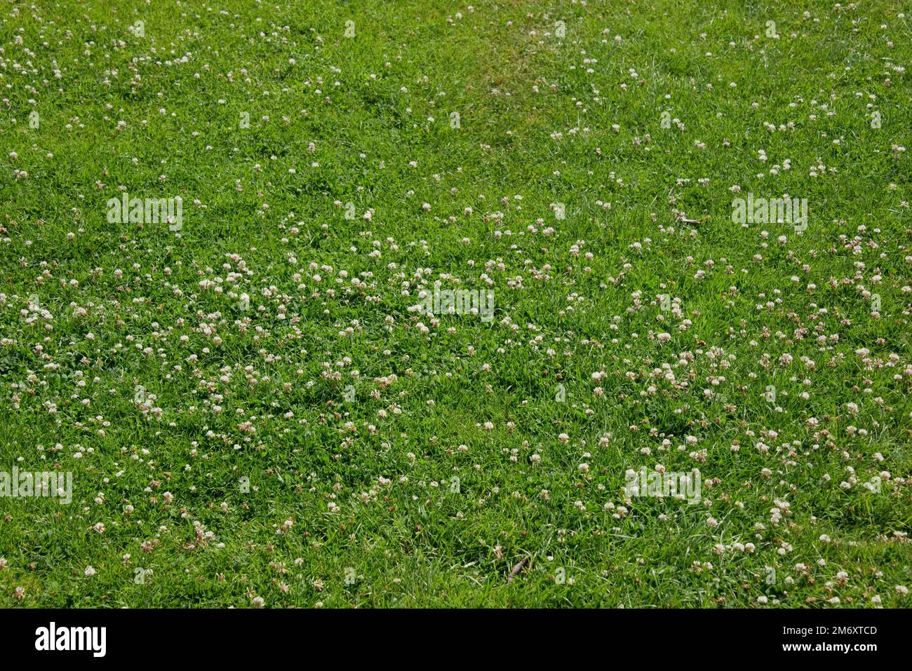 Ein grober gemischter Garten mit stickstoffbindendem Weißklee (Trifolium repens) blüht und schützt Gras in einer Sommertrockenheit (2022), Berkshire, J. Stockfoto
