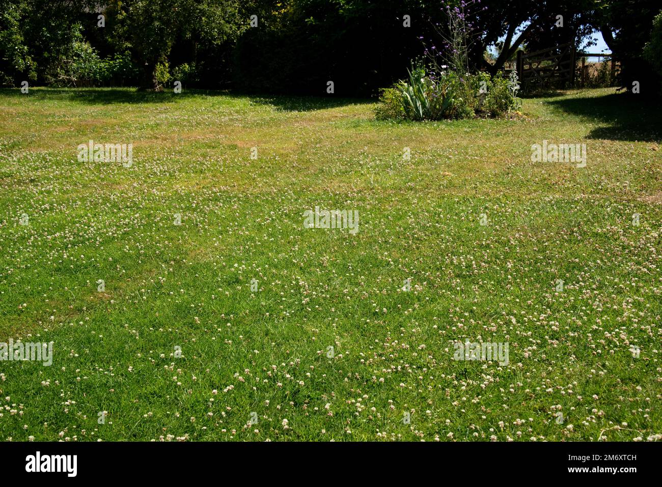 Ein grober gemischter Garten mit stickstoffbindendem Weißklee (Trifolium repens) blüht und schützt Gras in einer Sommertrockenheit (2022), Berkshire, J. Stockfoto