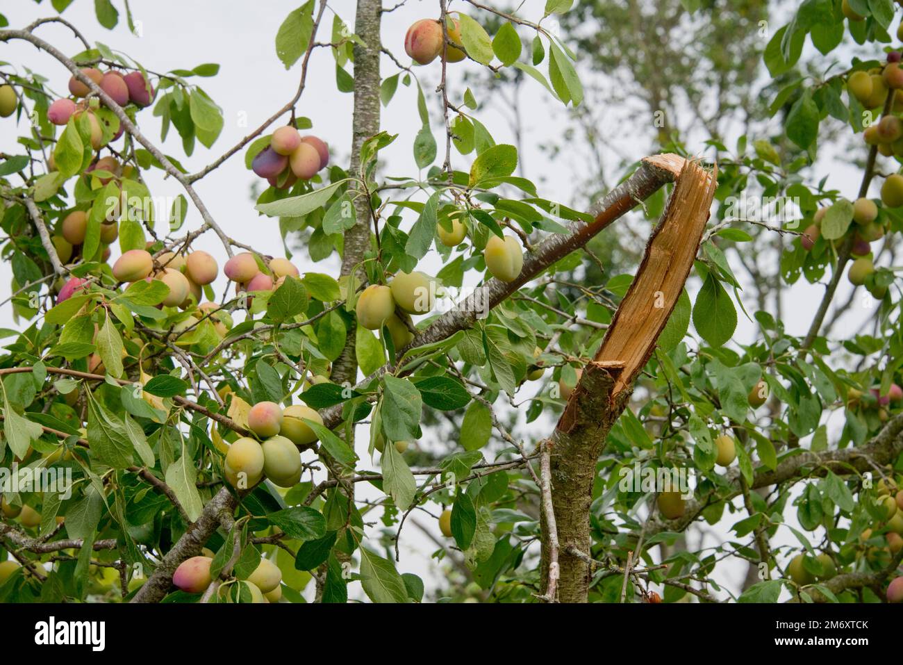 Ein gebrochener, überladener Ast, der schwere Früchte auf einem Victoria-Pflaumenbaum transportierte, in einem sehr fruchtbaren Jahr, Berkshire, August Stockfoto