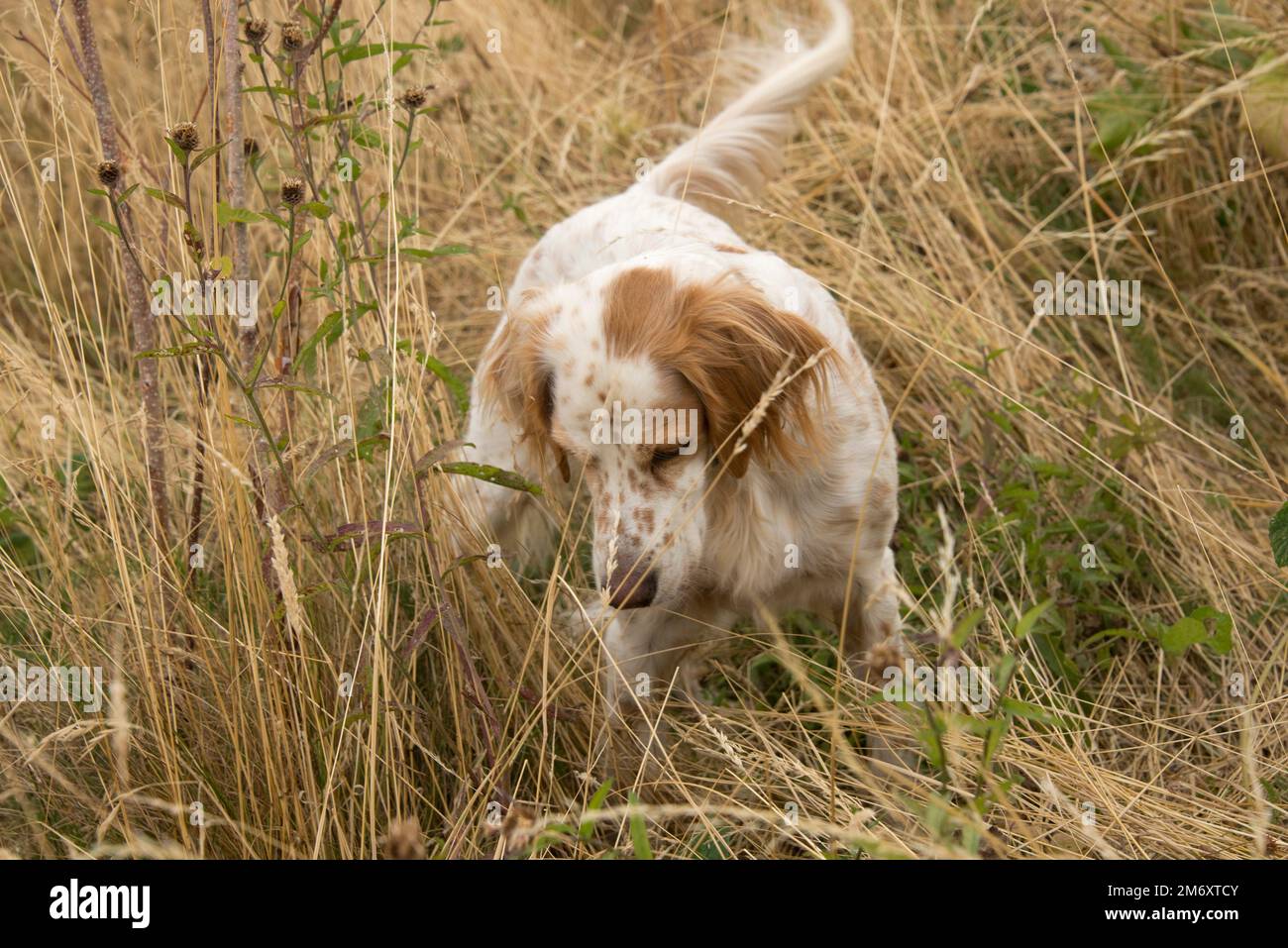 Eine englische Setzerin, die im Sommer in Berkshire im August kleine Beute jagt Stockfoto