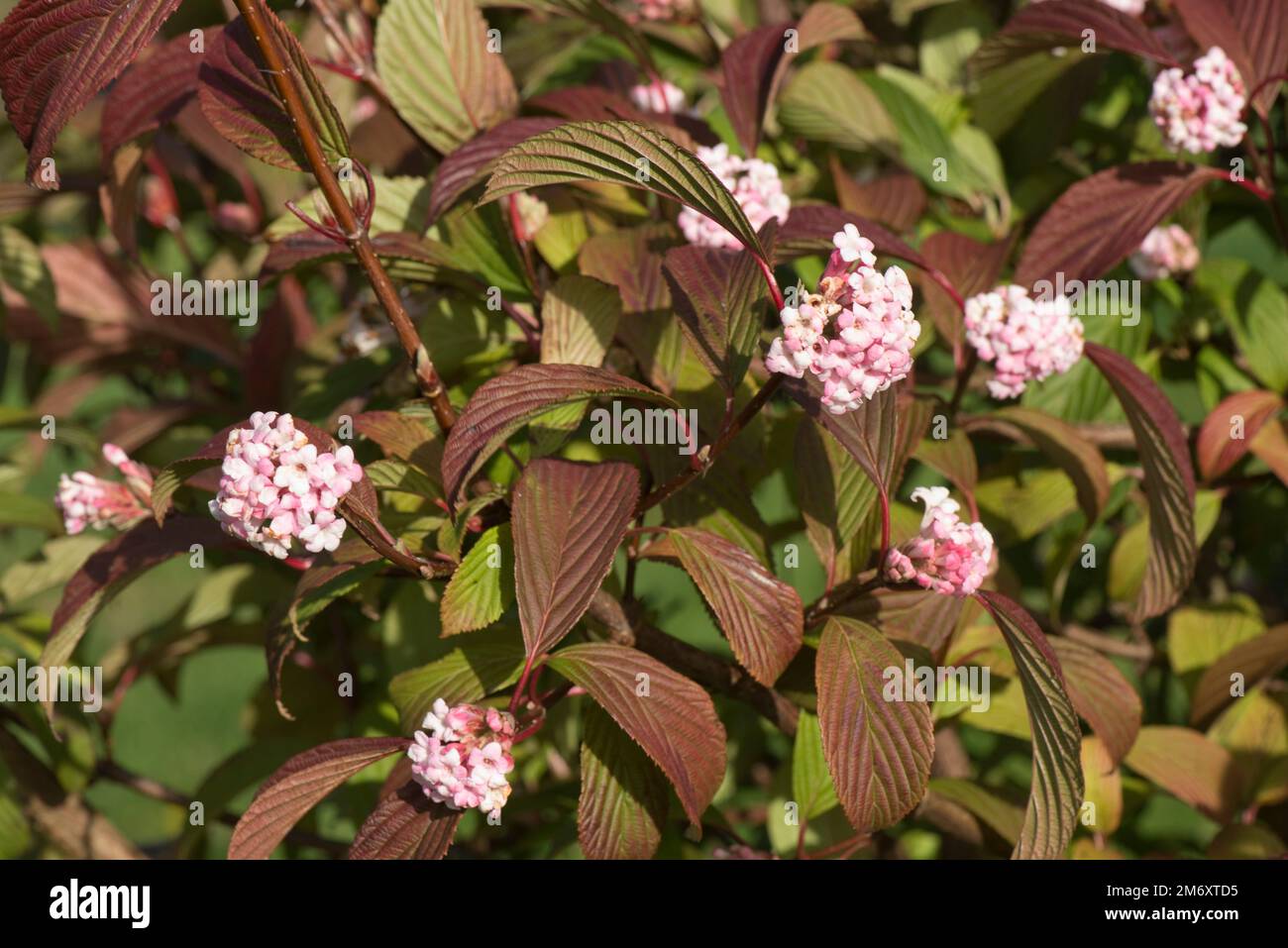 Viburnum X Bodnantense „Dawn“ mit duftenden rosa Blumensträngen und grünen Blättern, die im Herbst, Berkshire, im Oktober rot werden Stockfoto