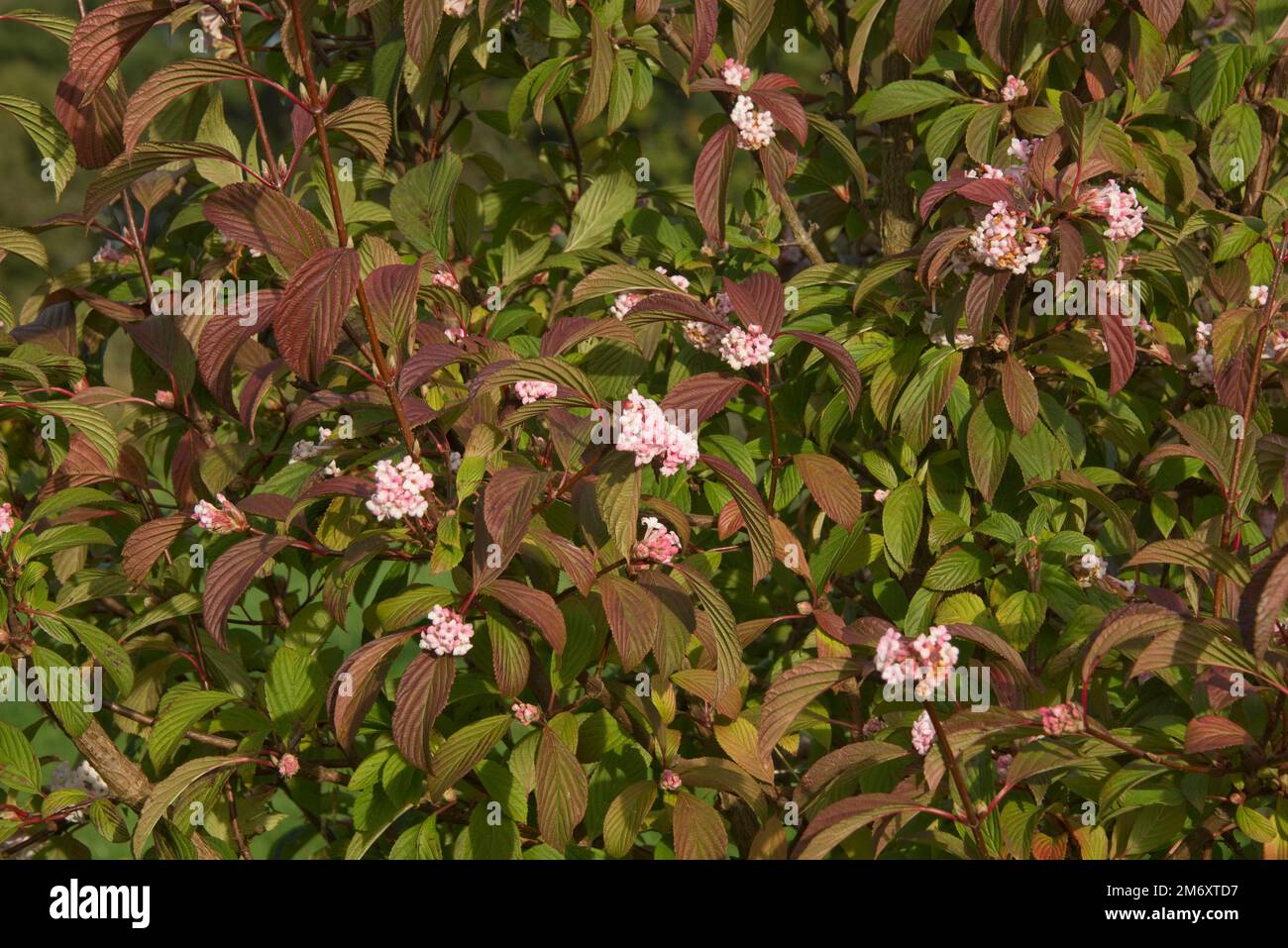 Viburnum X Bodnantense „Dawn“ mit duftenden rosa Blumensträngen und grünen Blättern, die im Herbst, Berkshire, im Oktober rot werden Stockfoto