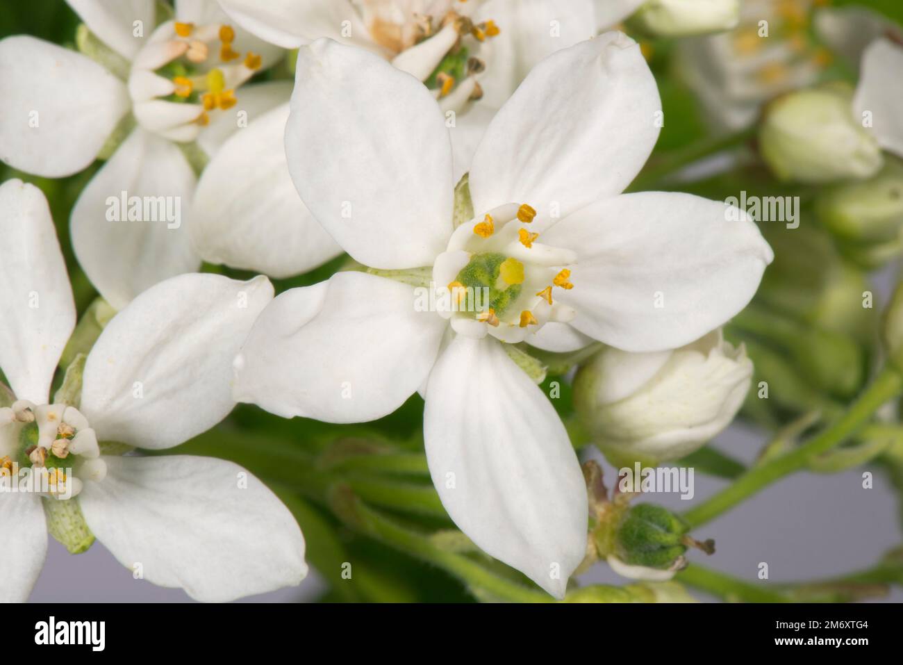 Mexikanische Orangenblüte (Choisya ternata), weiße duftende sternförmige Blume, Anthers, Stäbchen, Ovar, Stigma und Stil Stockfoto