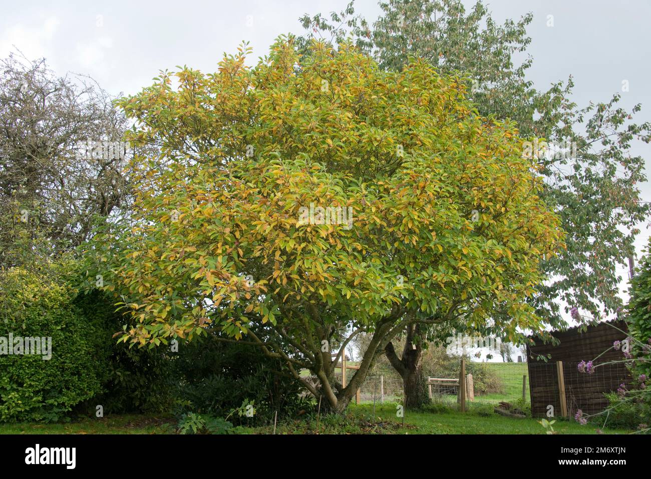 Chinesischer Magnolia-Baum (Magnolia X soulangeana) mit Blättern, die im Herbst in Gelb, Braun und Grün verfärben, Berkshire, Oktober Stockfoto