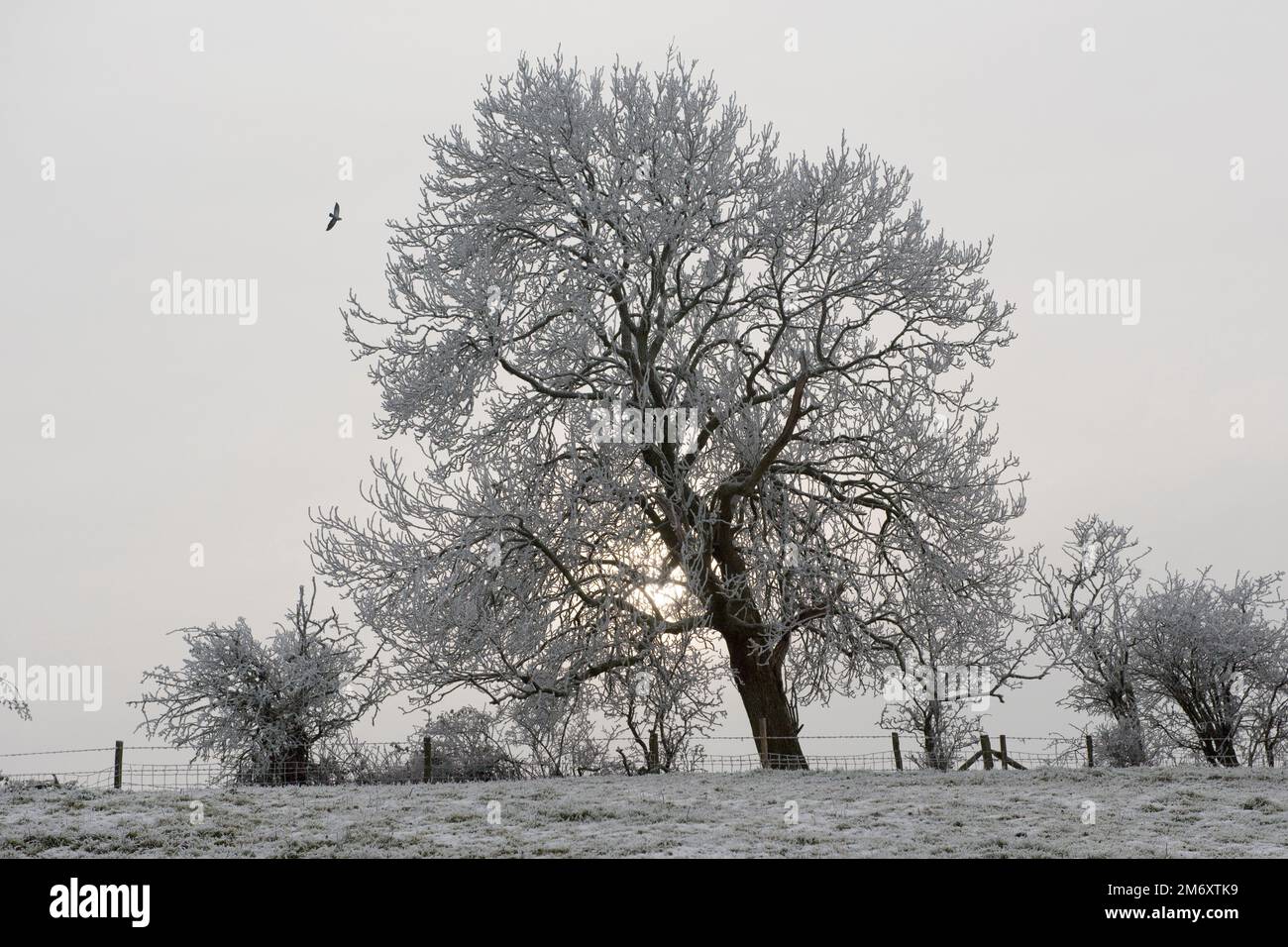 Dicker, weißer Hahnenfrost und eine trübe Morgensonne, die an einem grauen Wintermorgen, nachdem der Nebel im Dezember in Berkshire gefriert hatte, blattlose Eschen umhüllt Stockfoto