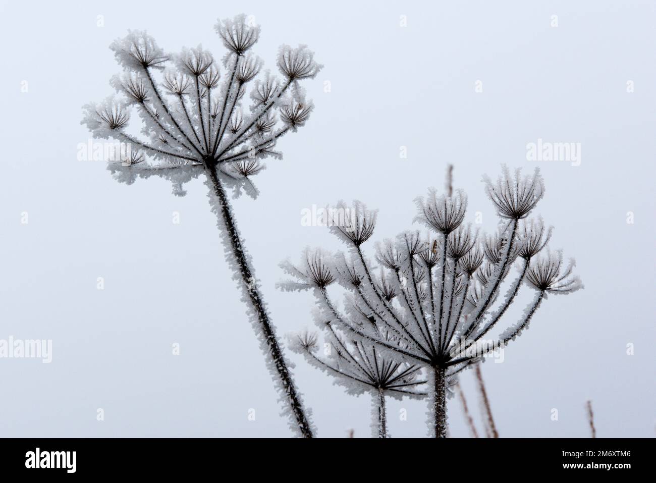 Eiskraut oder Reisig aus eiskaltem Nebel an einem stumpfen grauen Dezembermorgen, der sich auf den ausgesäten Orangenbänken von gemeinem Hogweed, Berkshire, bildet Stockfoto