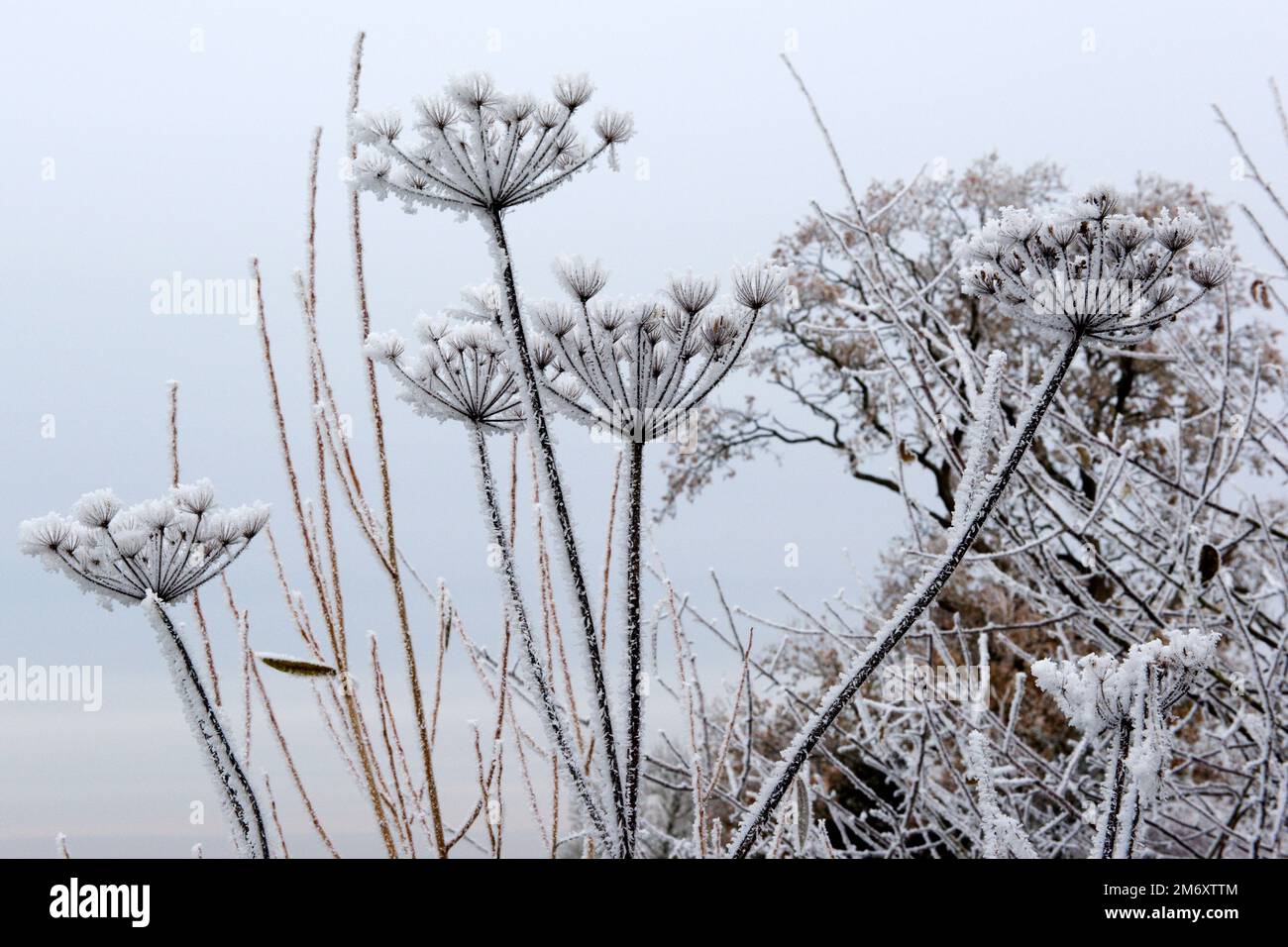 Eiskraut oder Reisig aus eiskaltem Nebel an einem stumpfen grauen Dezembermorgen, der sich auf den ausgesäten Orangenbänken von gemeinem Hogweed, Berkshire, bildet Stockfoto