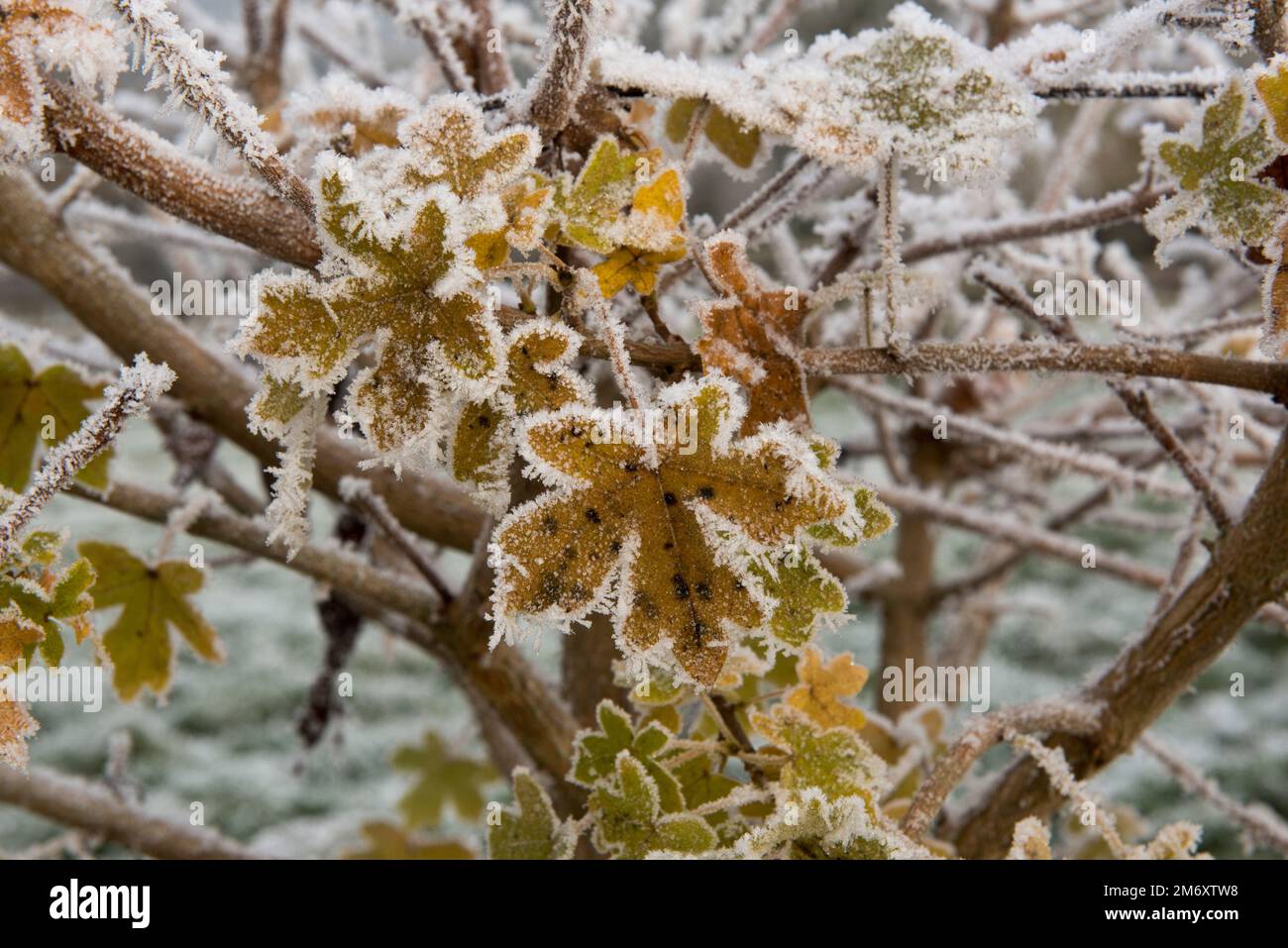 Heufrost, Reiseneis, Vorkommen auf den Herbstblättern und Zweigen eines Ahornfeldheckens (Acer Campestre) an einem kalten grauen Wintermorgen, Berkshire, Dez Stockfoto
